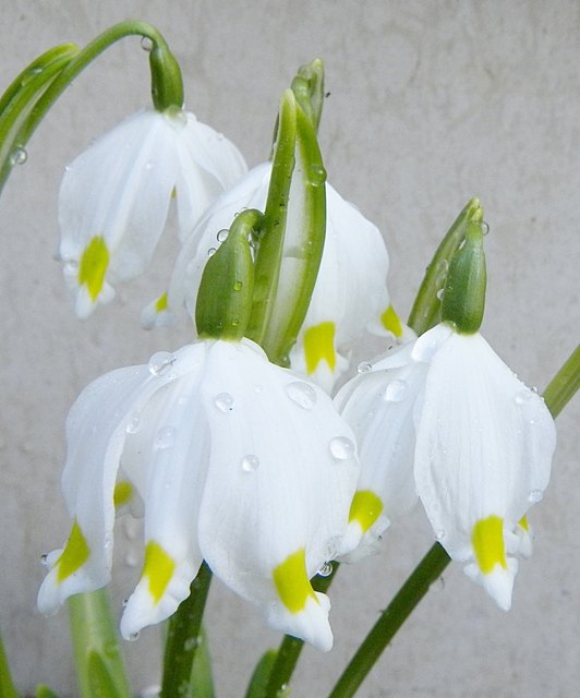 Frühlingsknotenblumen - mit diesen Blumen wird wortwörtlich der Frühling eingeläutet!