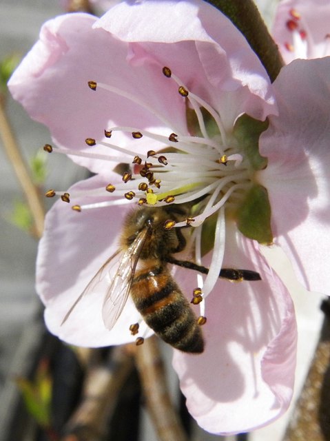 Eine freiwillige Helferin beim Bestäuben vom Pfirsichbaum!