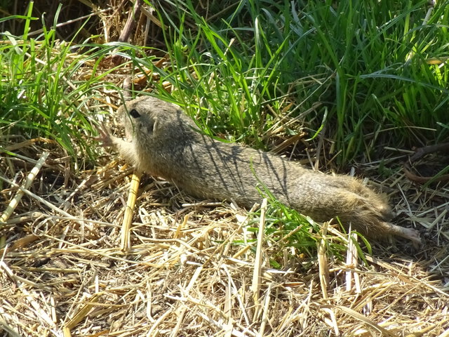 frühjahrsmüdes Zeisel