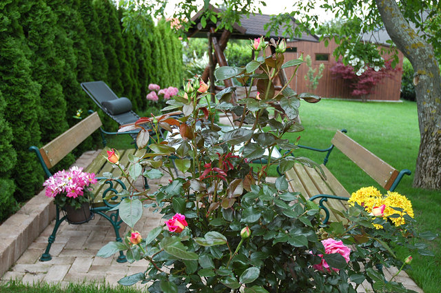 Frühling in meinem Garten