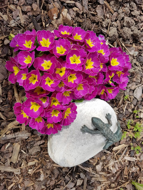 Endlich wieder Farbe im Garten!