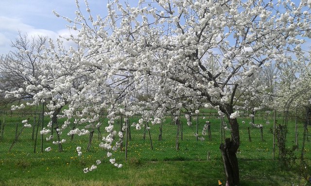 ©2018 Tulipan.co.at