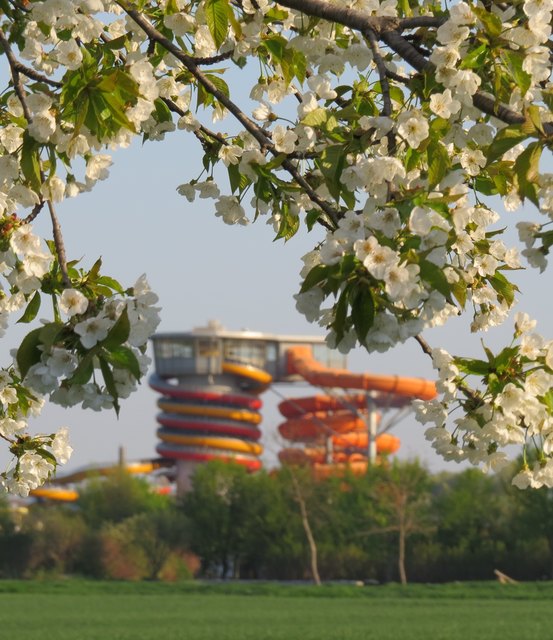 blühende Wildkirsche (im Hintergrund Therme Lutzmannsburg)
