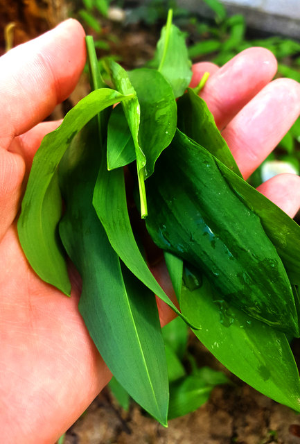 Frühlingszeit ist Bärlauchzeit