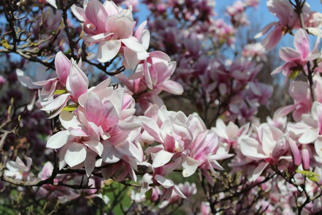 Magnolienblüte