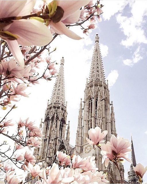 Votivkirche mit Magnolienbaum