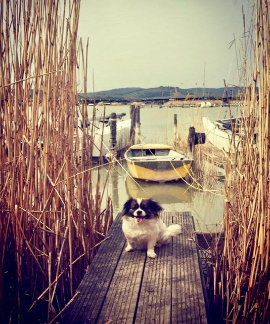 Wunderschöner Spaziergang in Jois am See