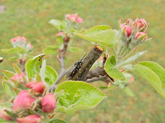 Kronprinzblüte mit Insekt