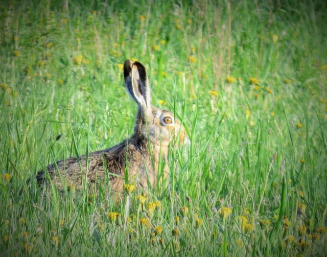 Feldhase auf blühender Wiese