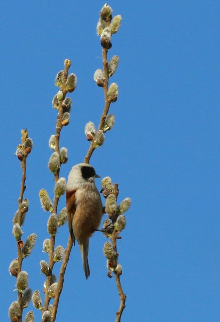 Ein ganz seltener Gast in Neusiedl