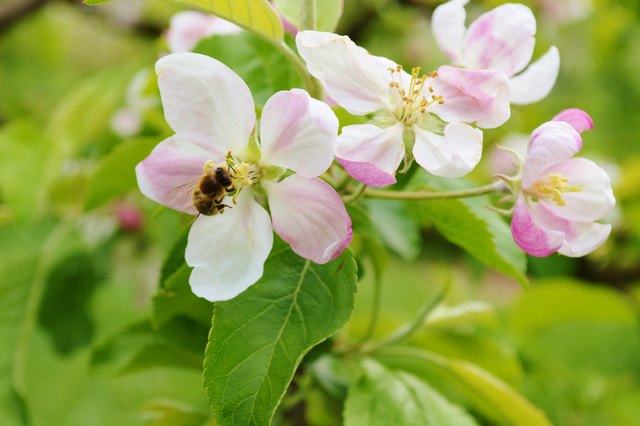 Frühlingserwachen in Lackendorf