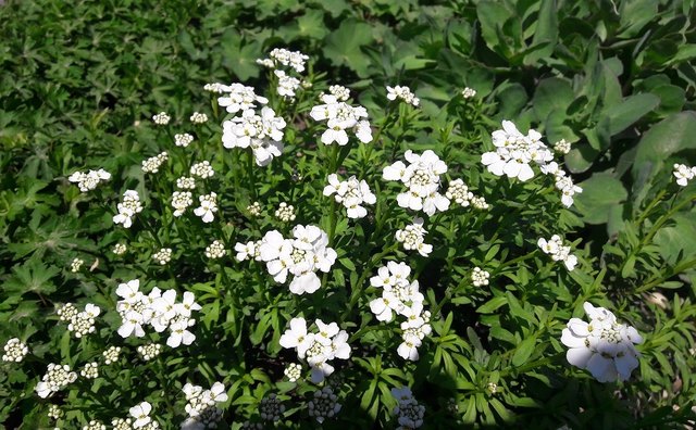 Frühjahrsboten in Tadten