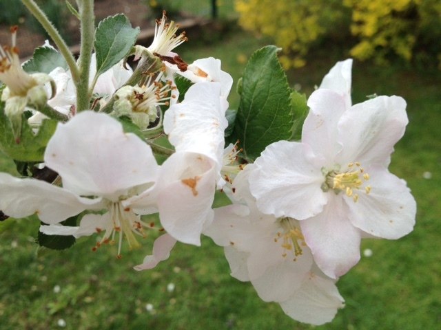 Der Frühling küsst zart meinen Apfelbaum