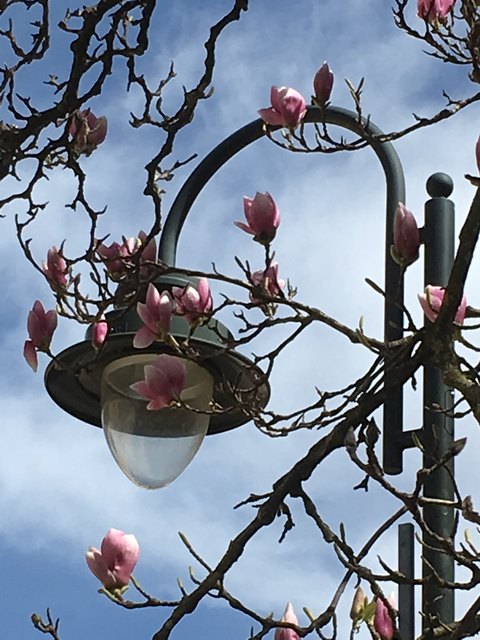 Tulpenmagnolie mit Laterne