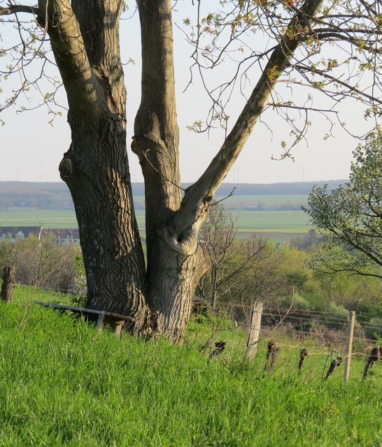 Weingebirge in Lutzmannsburg