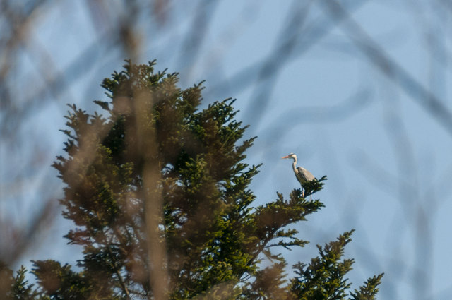 Silberreiher am Baum