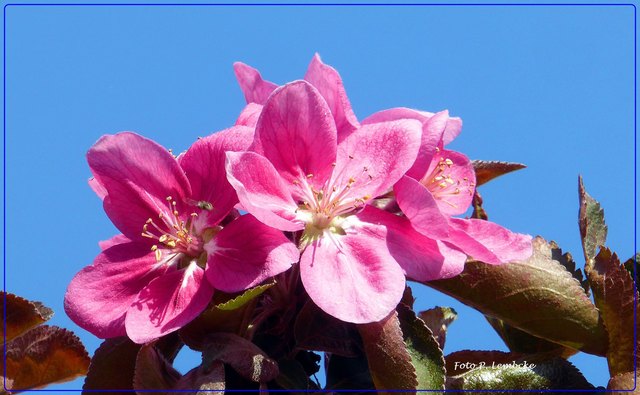 Das wird im Herbst wieder eine reichliche Ernte geben. Die Apfelsorte heißt Roter Mond.