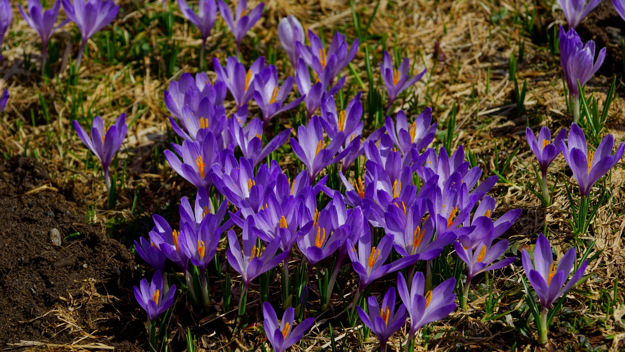 blau blühen die Krokusse Kufstein