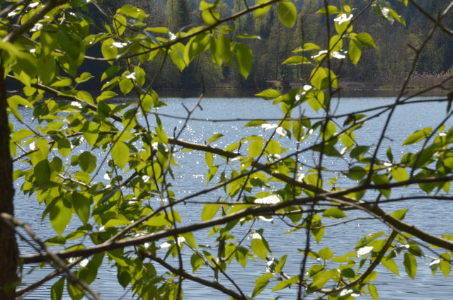 Rundweg um die Moosburger Teiche Klagenfurt Land