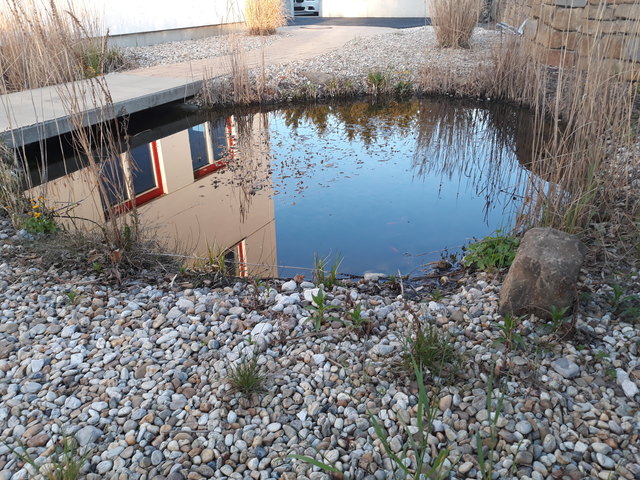 Frühlingserwachen im teich