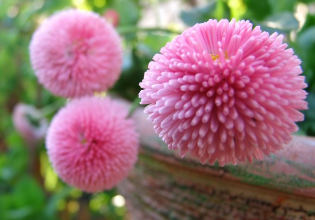 In einer Schale blühen noch die Bellis