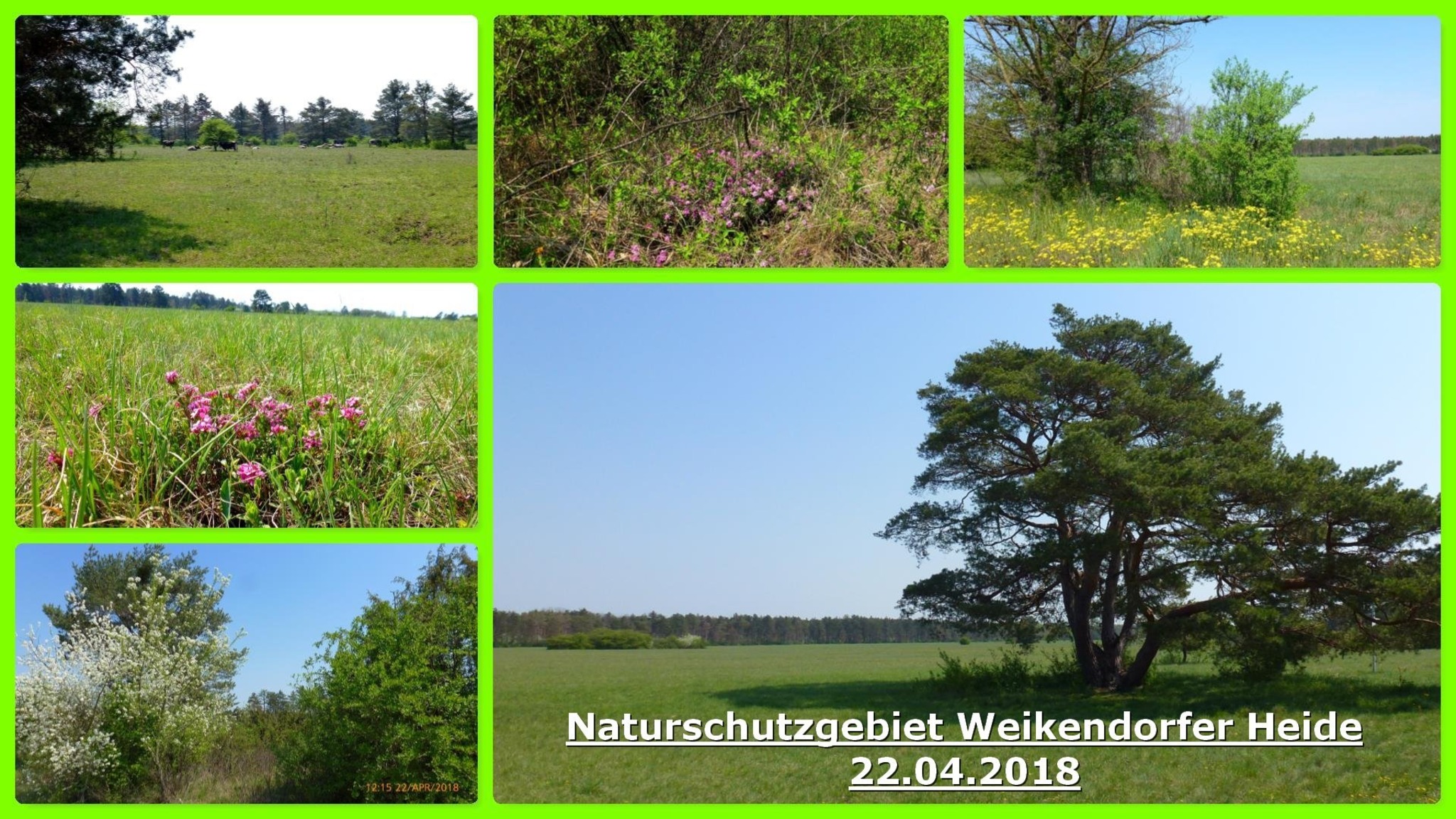Naturschutzgebiet Weikendorfer Heide! Gänserndorf