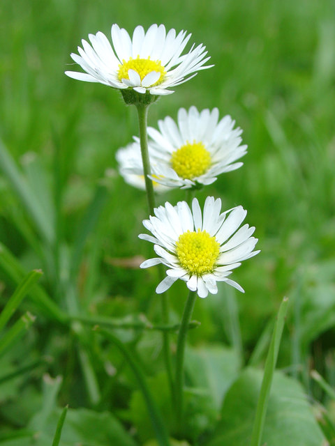 Gänseblümchen drio