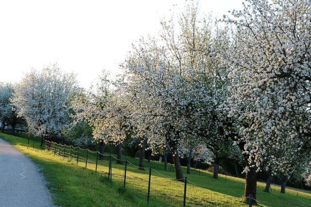 Apfelblüte in Burgauberg