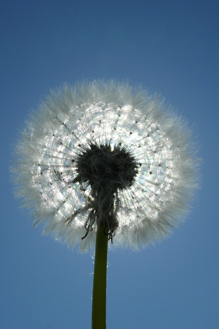 Löwenzahn im Gegenlicht