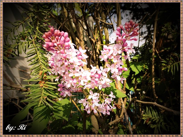 Und bei einem zweiten Blick - ein Herz aus Flieder blickt zurück :-))