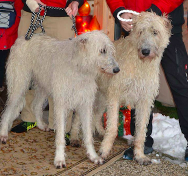 Die beiden Wolfshunde sind seit Dezember im Tierheim. | Foto: zVg