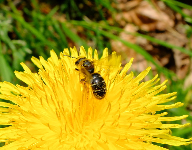 Furchenbiene © Gudrun Fuß