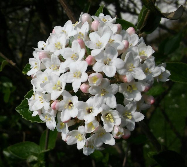 Schneeball im Frühling ;)
