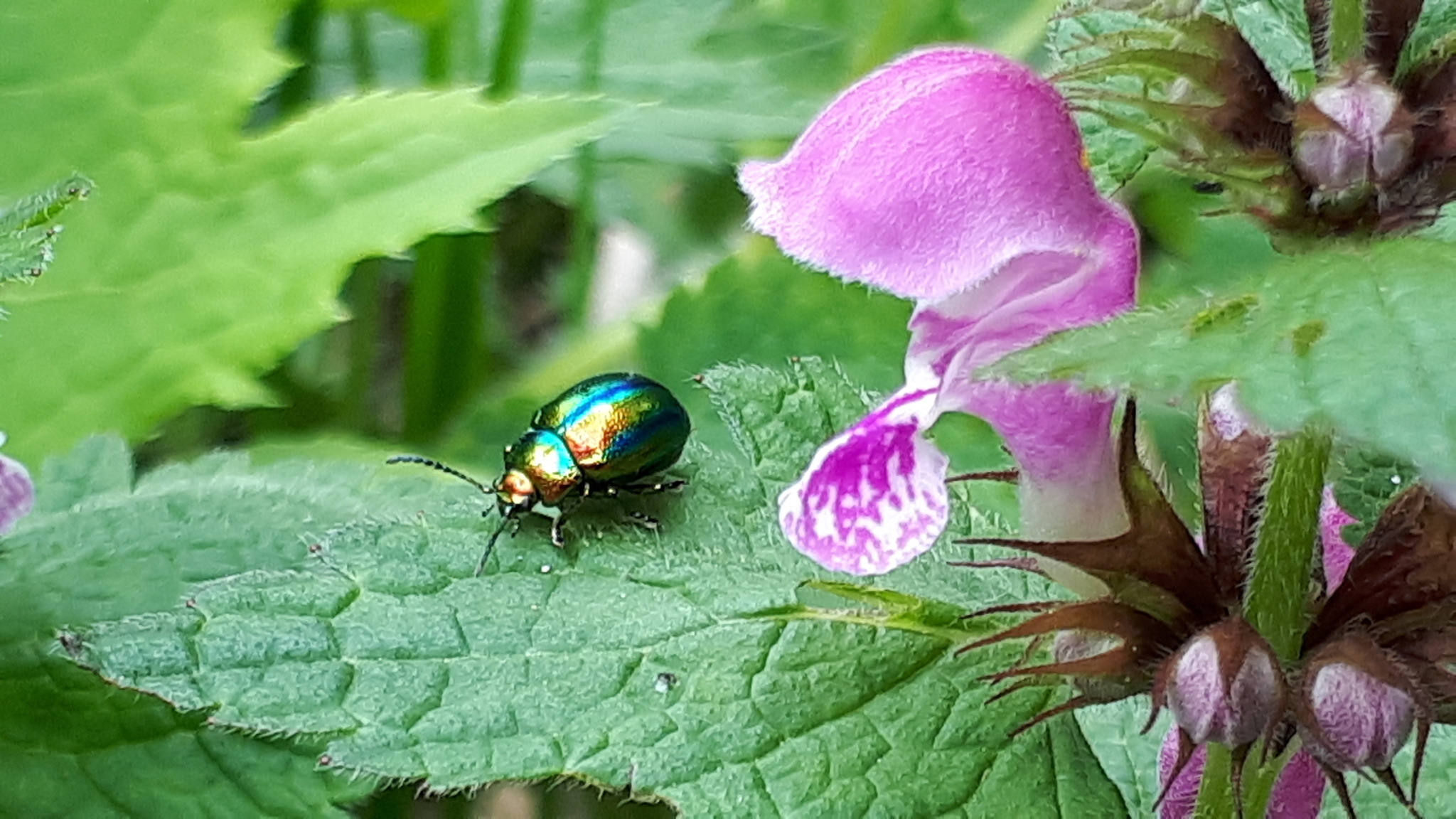 Na und, ...alle können nicht so groß sein wie du, dafür bin ich aber ...