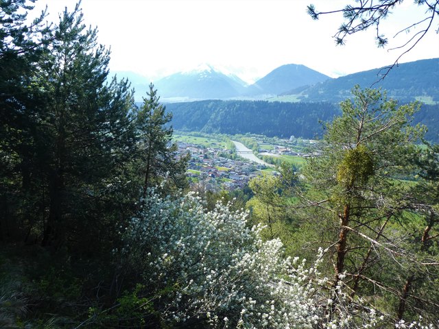 Blick nach Süden über Baumwipfel und üppig blühende Felsenbirnbäume auf Zirl im Inntal