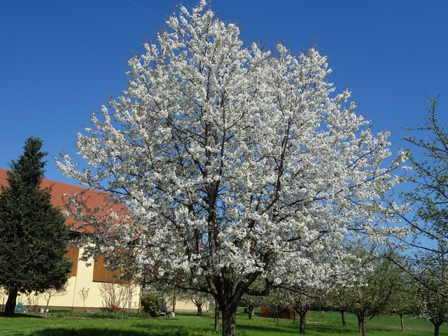Wenn da aus jeder Blüte einen Kirsche wird????