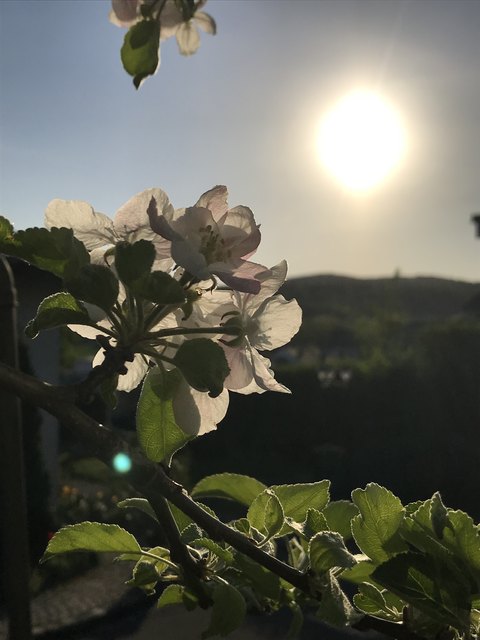 Apfelbaum im letzten Sonnenlicht