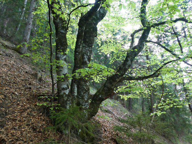 Knorrige Bäume im dichten Mischwald, durch den man auf dem Riedsteig über den Zirler Berg wandert