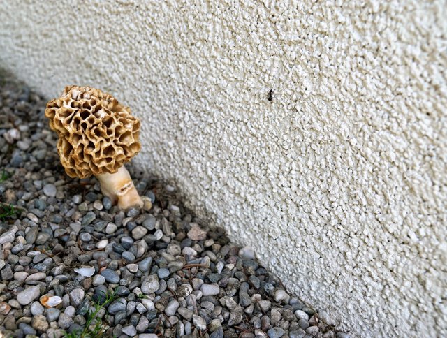 ... normalerweise kommt sie in Tannenwäldern, auf Waldwiesen und an Flüssen vor! Ich war sehr überrascht - als ich an meiner Hauswand - diesen Pilz, gesehen hab'!