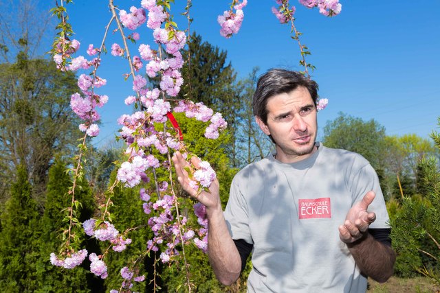 Im Gespräch mit Gartenbau-Unternehmer Oskar Ecker-Eckhofen vor einer Japanischen Hängezierkirsche | Foto: Alle Fotos: Geopho