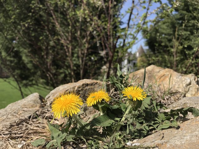 Löwenzahn vor dem Schloss Kobersdorf
