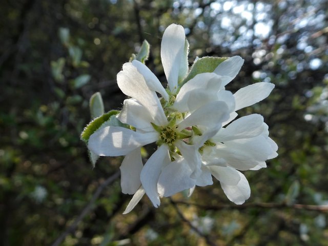 Die Blüten der Felsenbirne