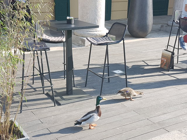 Besuch aus Entenhausen