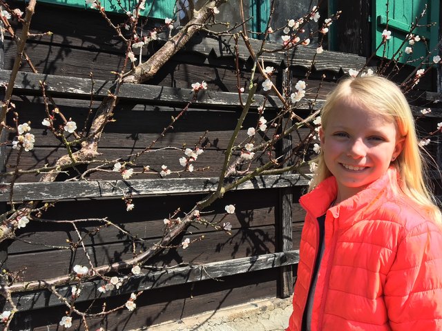 Elena (9) ist gerade bei ihren Großeltern Stefan und Margit Kitzmüller am Schärdinger Kreuzberg zu Besuch und bewundert das zarte weiß-rosa Naturschauspiel der Marillenbaumblüten.