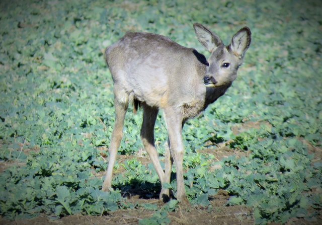 Rehkitz genießt die Sonne