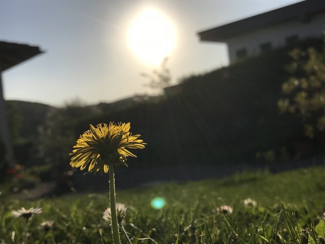 Löwenzahn der Nachbarn