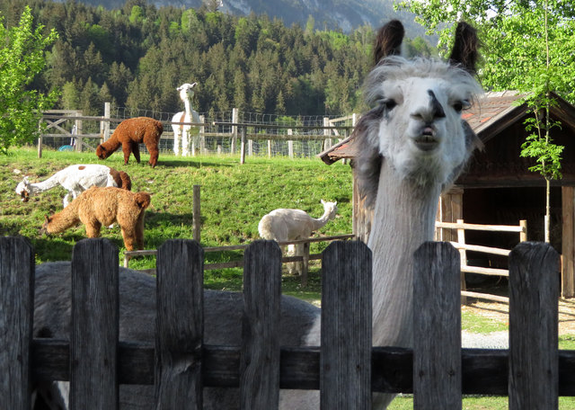 Spezialisten erkennen, ob Lama oder Alpaca oder Vicuna,... jedenfalls leben die Zwergkamele in Kramsach.