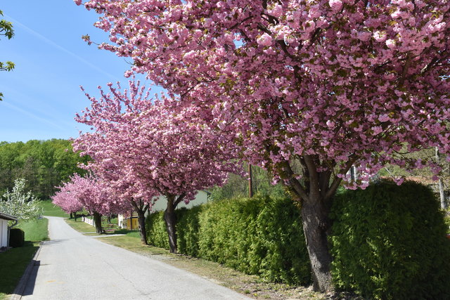 Blühende Allee in Höll an der Ortsausfahrt in Richtung St. Kathrein.