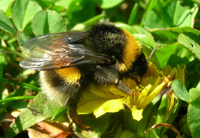Die Erdhummel (Bombus terrestris) brütet unter der Erde