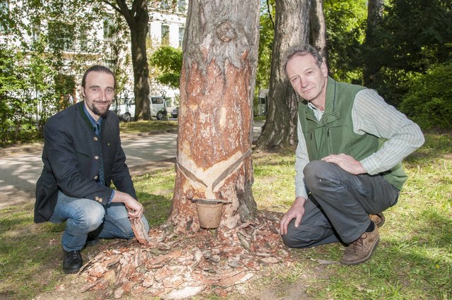 Lokalaugenschein im Türkenschanzpark: BOKU-Experte Johannes Tinter und Pecher Bernhard Kaiser (re.).